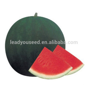 W15 Heimi no.5 mid-maturity dark green hybrid seedless watermelon seeds